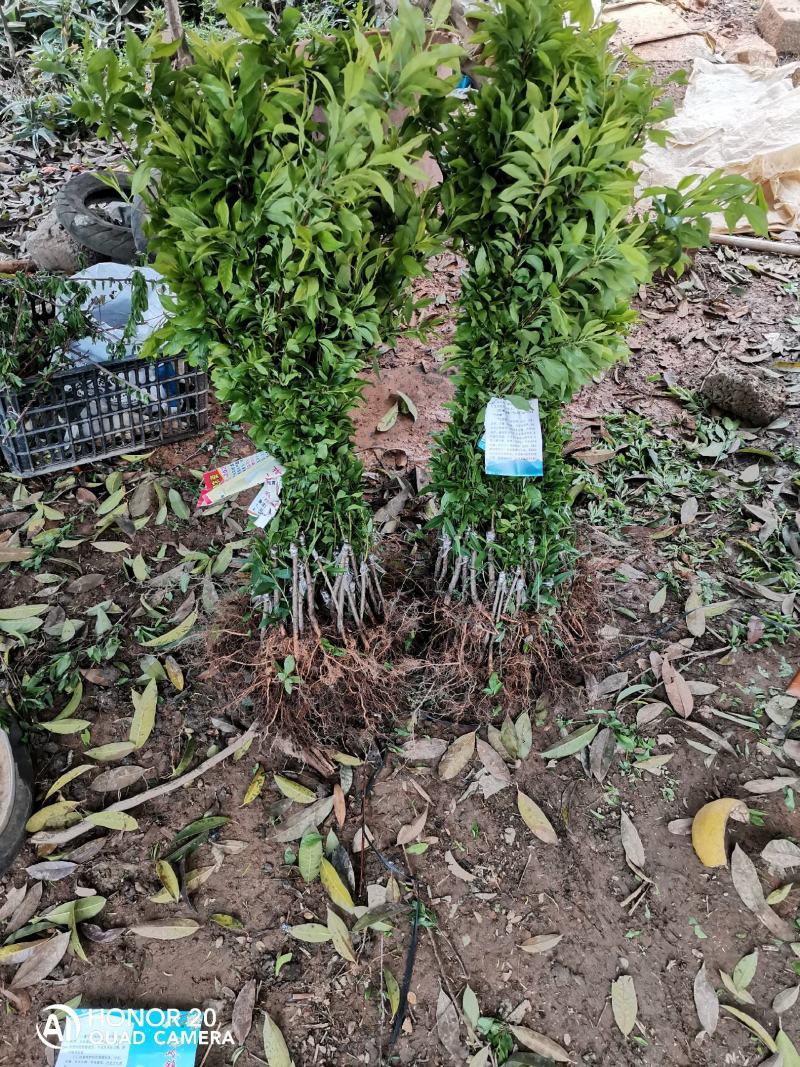 三华李树苗，包正宗，假一赔十，提供免费种植技术