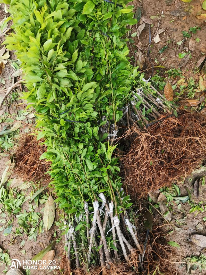 三华李树苗，包正宗，假一赔十，提供免费种植技术
