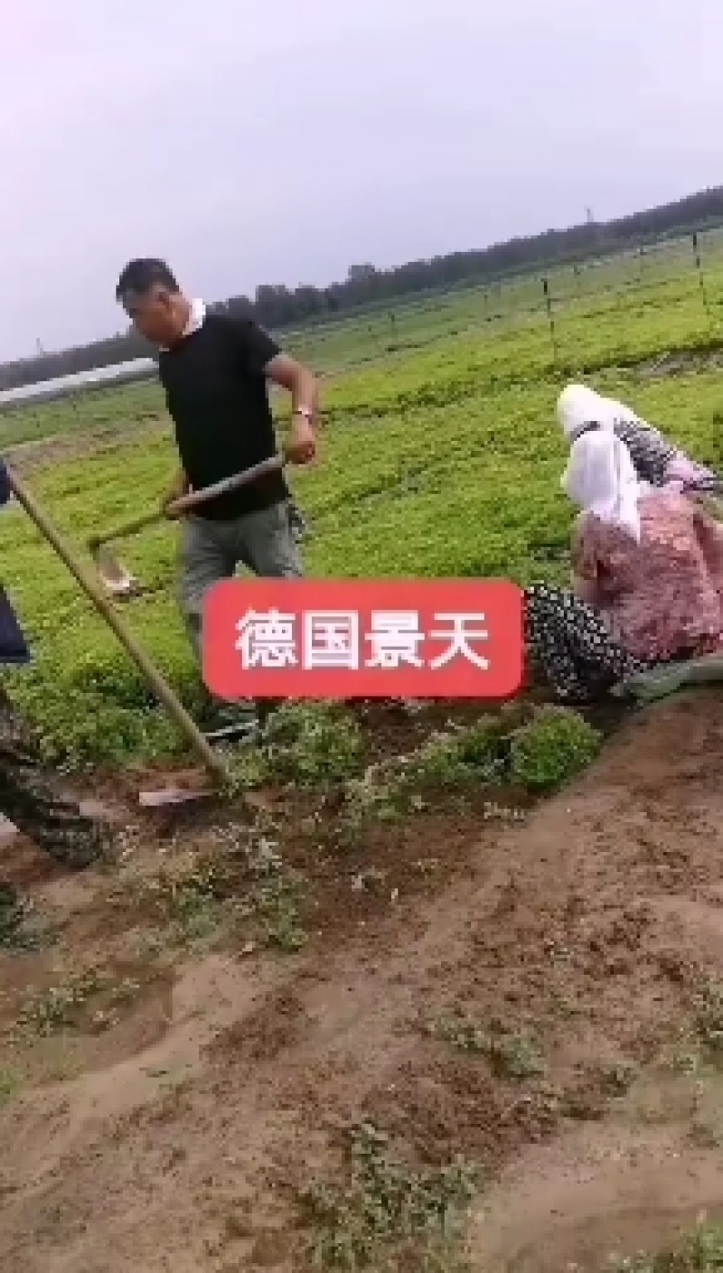 景天，德国景天，三七景天，八宝景天，红景天