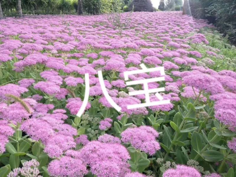 景天，德国景天，三七景天，八宝景天，红景天