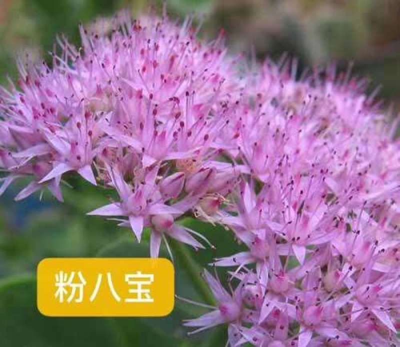 景天，德国景天，三七景天，八宝景天，红景天