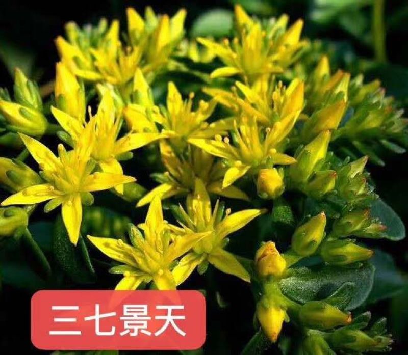景天，德国景天，三七景天，八宝景天，红景天