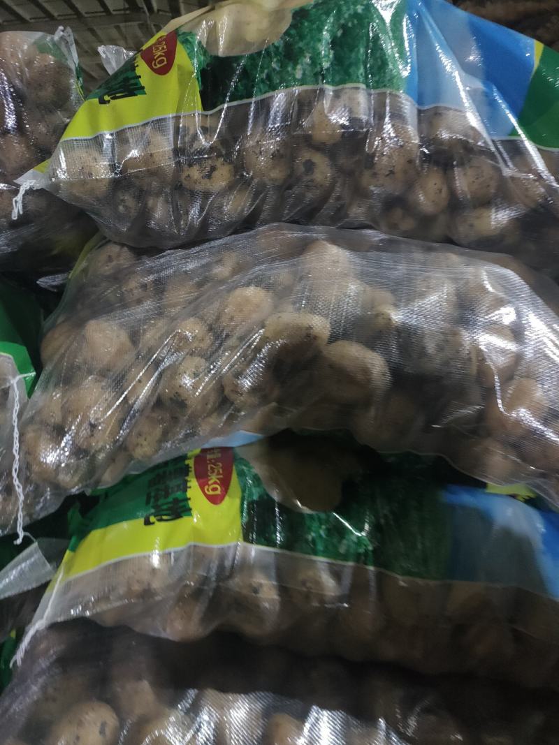 1到3两小货，兴佳二号，尤金，荷兰系列，芽眼浅，走像市场