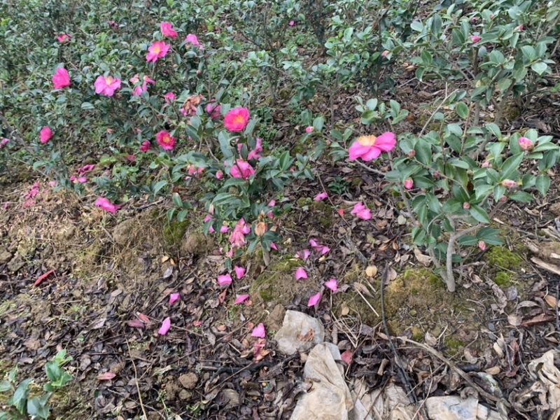 茶梅茶梅苗，1至3年生小苗，农户直销。