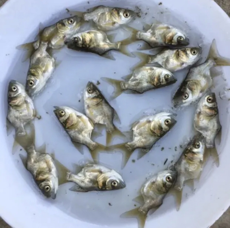 缩骨大头鱼欢迎订购欢迎咨询