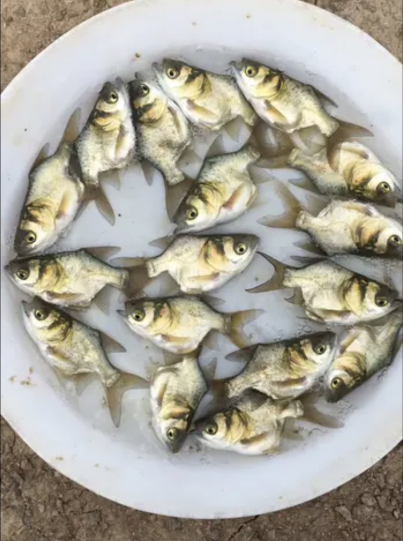 缩骨大头鱼欢迎订购欢迎咨询