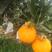 丑橘柑橘又名不知火柑桔7~7.5cm量大从优