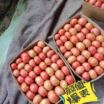 西红柿已大量上市，收购的老板欢迎骚扰