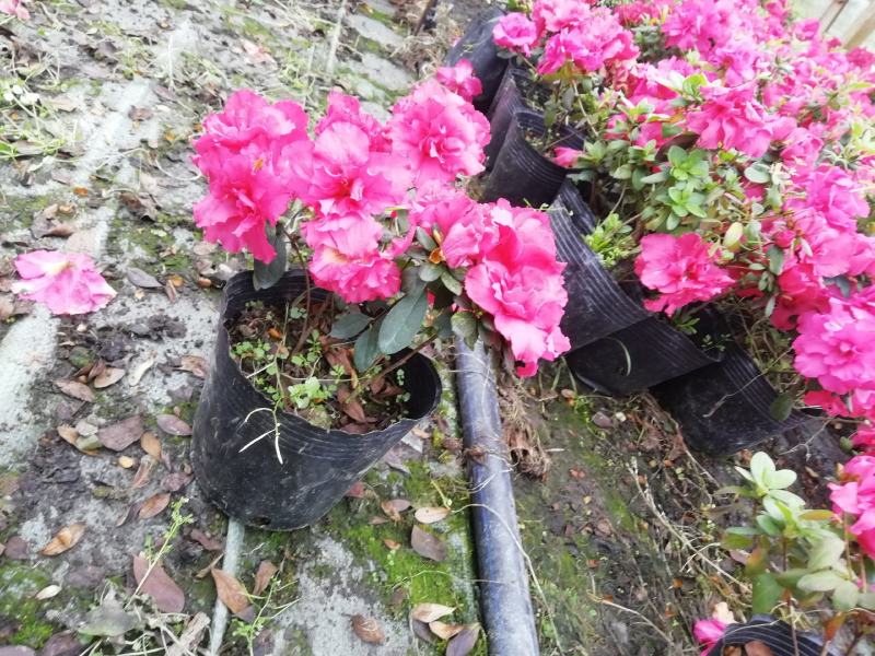 黑色16杯露色工程杜鹃数量5000