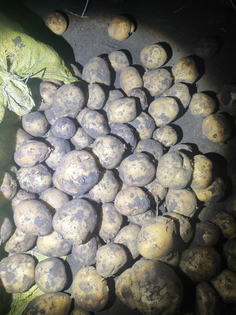 1到3两小货，兴佳二号，尤金，荷兰系列，芽眼浅，走像市场