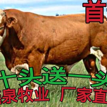 牛犊黄牛牛犊改良肉牛包运输包成活
