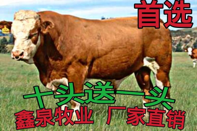 牛犊黄牛牛犊改良肉牛包运输包成活