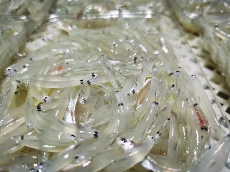 补钙行家银鱼“银鱼虽小，五脏俱全”，银鱼富钙质、高蛋白