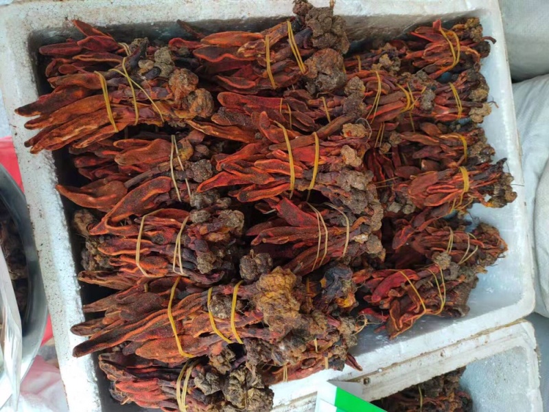 回春草新货顶天柱草丛蓉无杂不老草泡酒料可一件代发