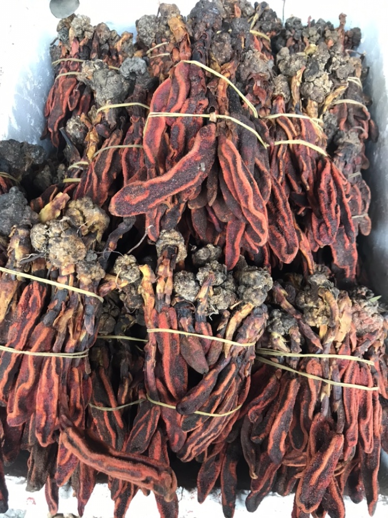 回春草新货顶天柱草丛蓉无杂不老草泡酒料可一件代发