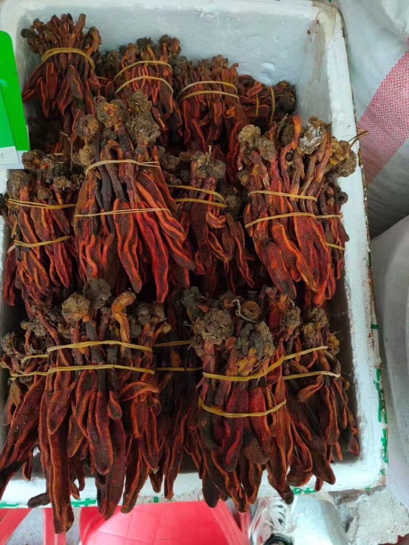 回春草新货顶天柱草丛蓉无杂不老草泡酒料可一件代发