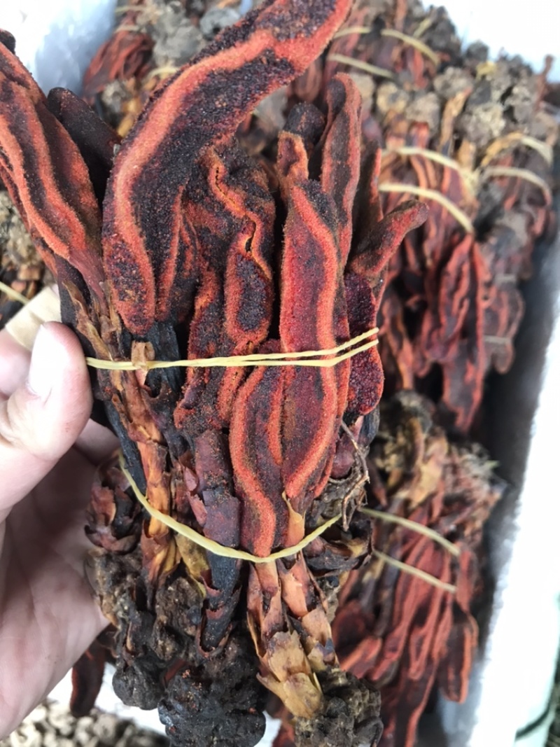 回春草新货顶天柱草丛蓉无杂不老草泡酒料可一件代发