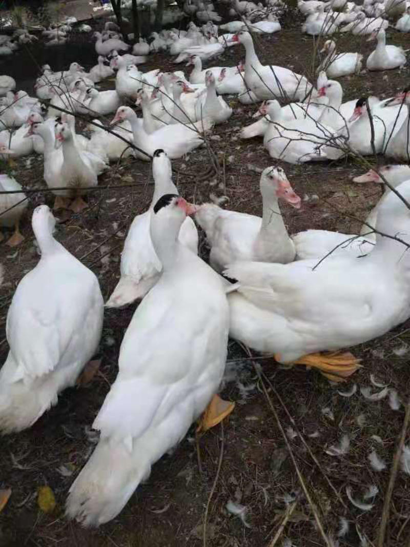 白番鸭全公3000只91天老鸭均重10.5