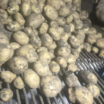图片视频真是有效，就是黑，好吃，不会生，