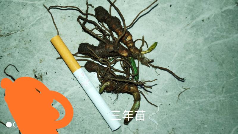 云南正宗高杆重楼苗，高杆滇重楼，高杆华重楼
