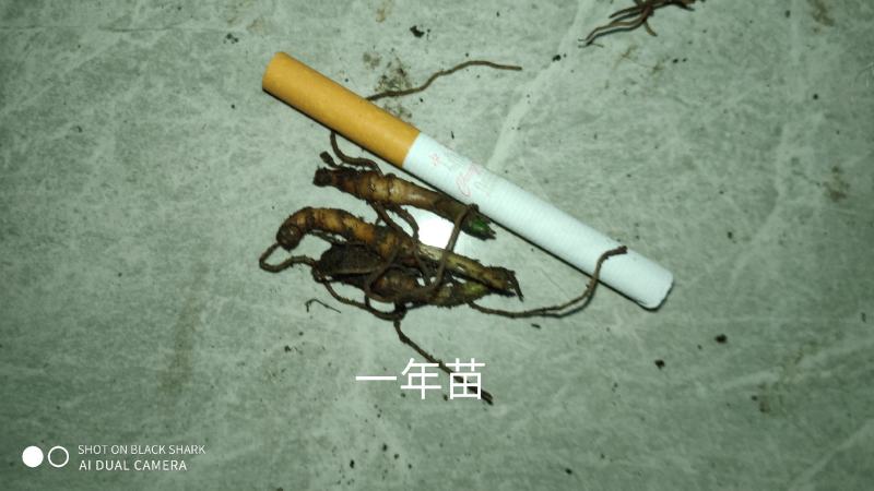 云南正宗高杆重楼苗，高杆滇重楼，高杆华重楼