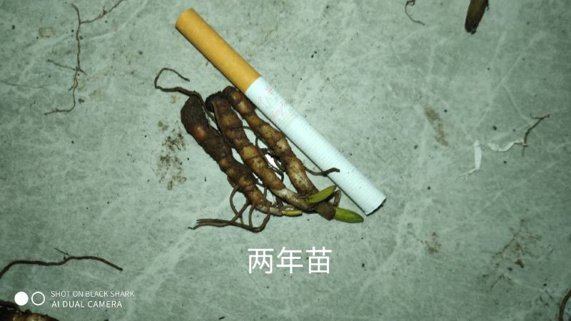 云南正宗高杆重楼苗，高杆滇重楼，高杆华重楼
