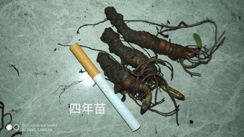 云南正宗高杆重楼苗，高杆滇重楼，高杆华重楼
