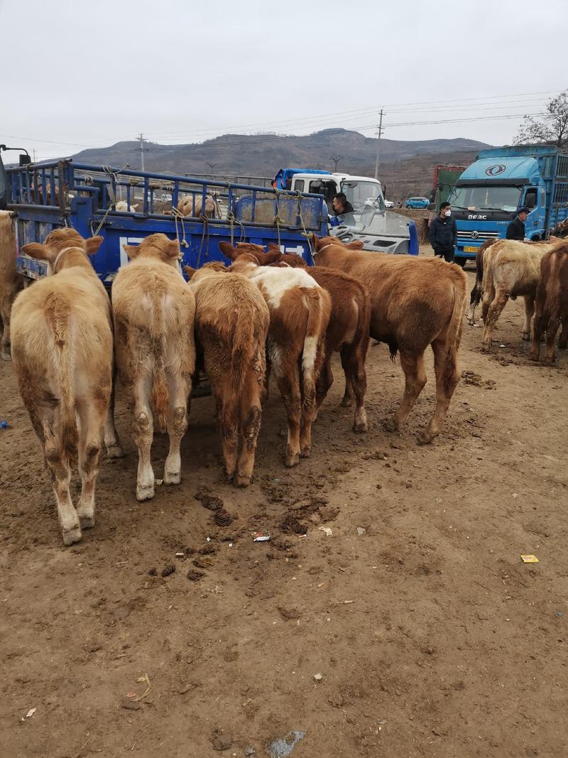 甘肃西门塔尔牛犊等各种牛犊品种齐全成活率高价格实惠