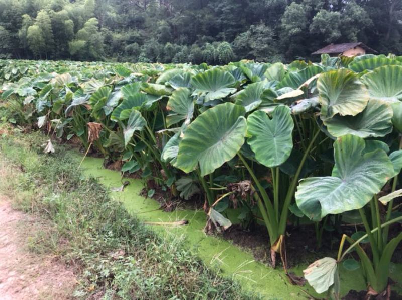 【优质】槟榔芋，粉芋香芋口感佳肉质细嫩营养价值高欢迎下单