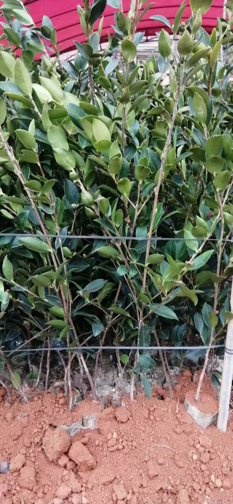 油茶苗茶树苗嫁接油茶苗油茶树苗提供种植管理技术