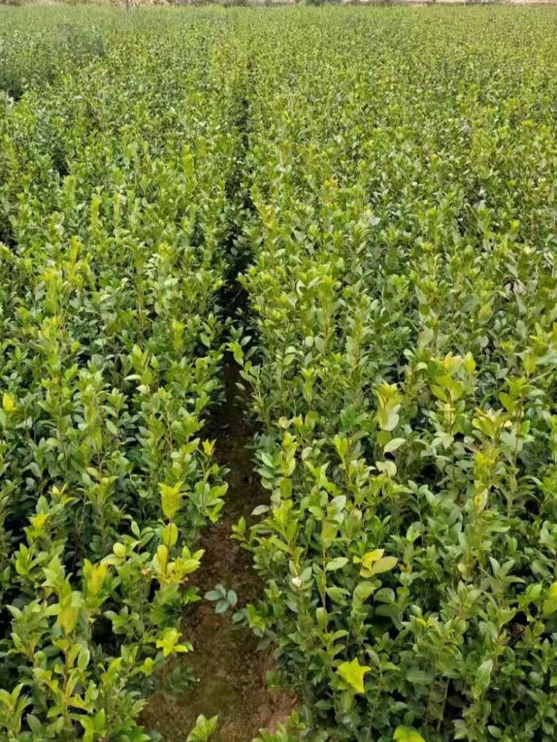 油茶苗茶树苗嫁接油茶苗油茶树苗提供种植管理技术