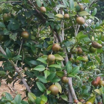 油茶苗茶树苗嫁接油茶苗油茶树苗提供种植管理技术