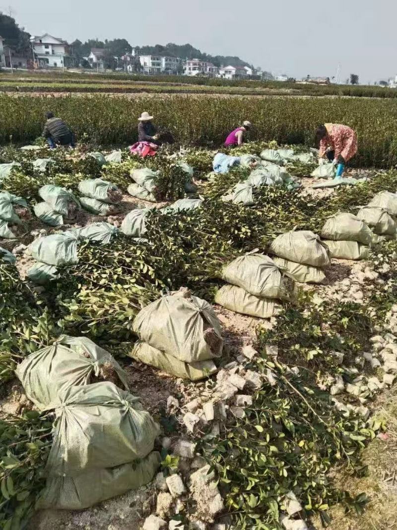 油茶苗茶树苗嫁接油茶苗油茶树苗提供种植管理技术