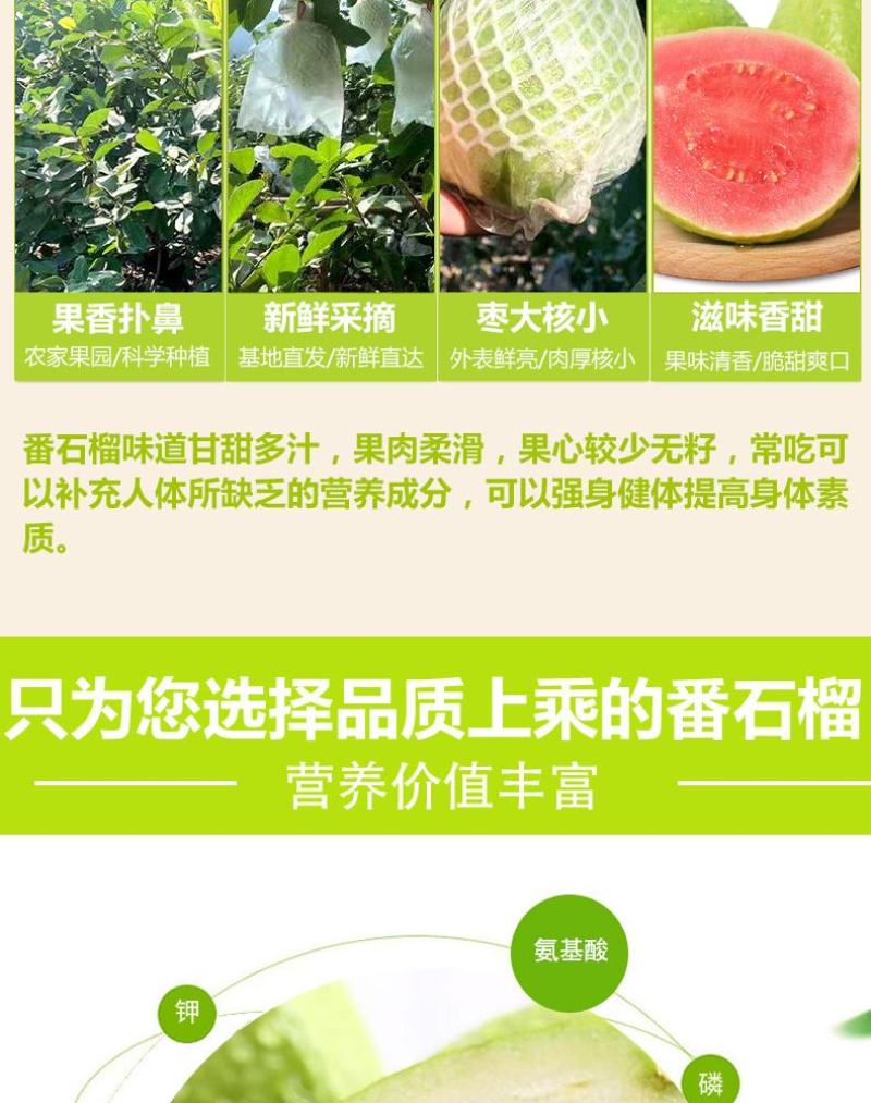 芭乐番石榴专供电商一件代发