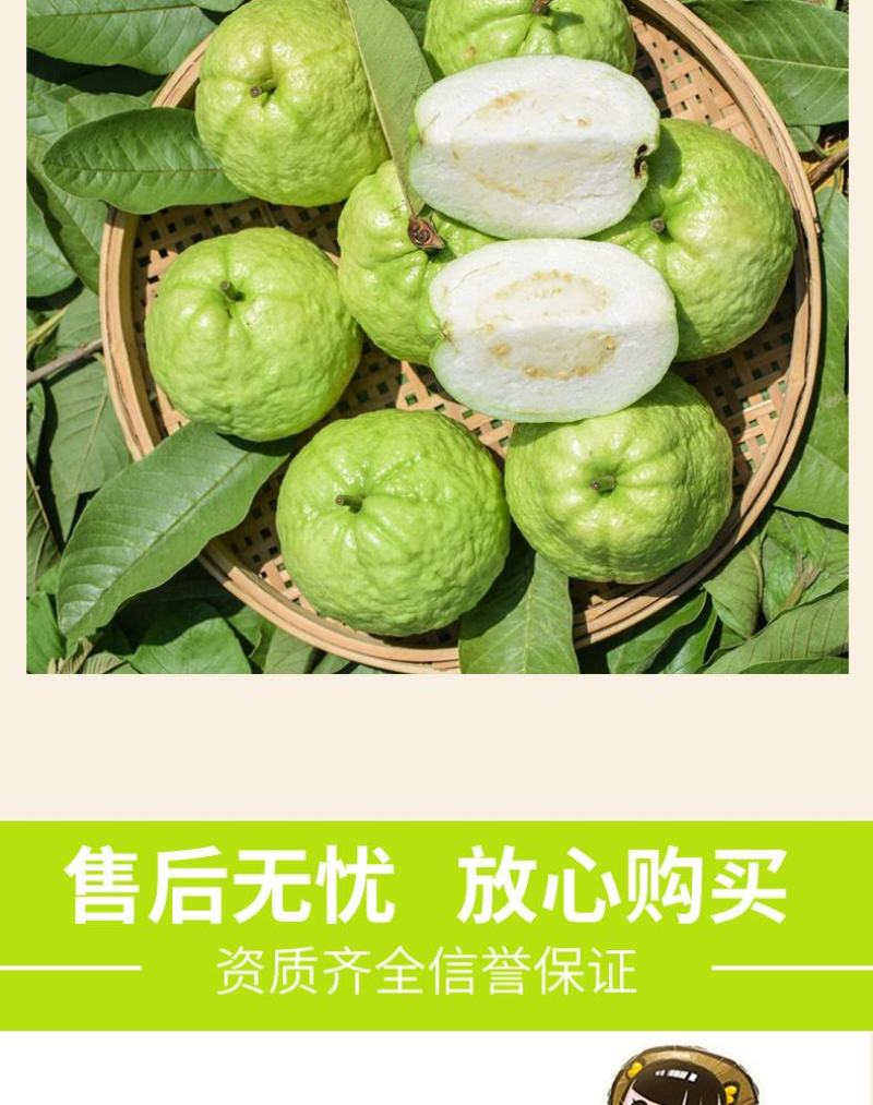 芭乐番石榴专供电商一件代发