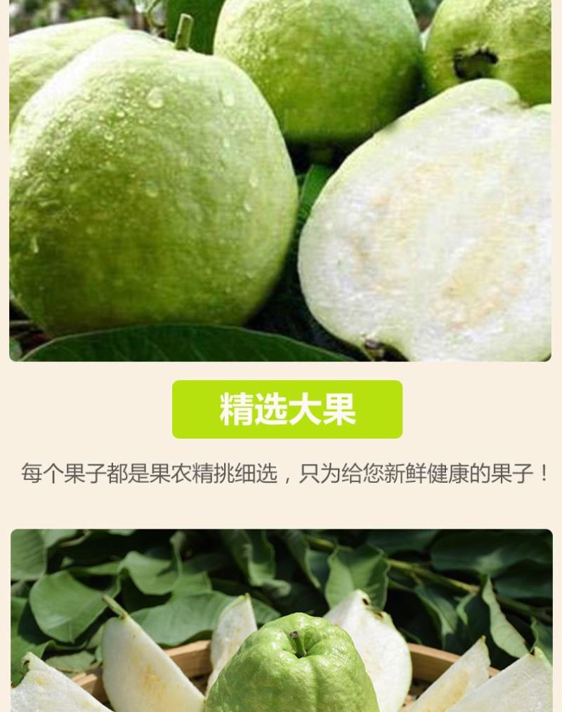 芭乐番石榴专供电商一件代发