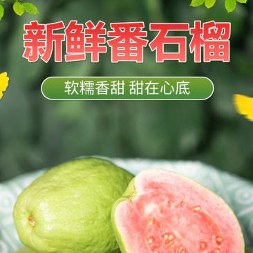 芭乐番石榴专供电商一件代发