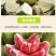 芭乐番石榴专供电商一件代发