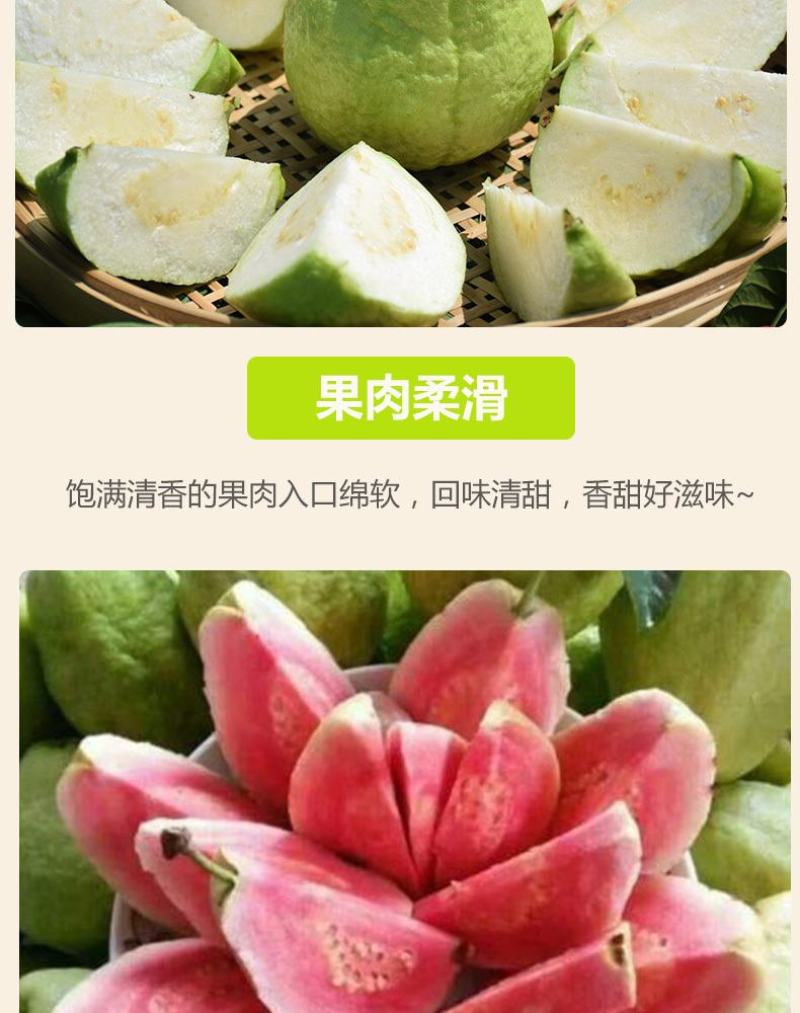 芭乐番石榴专供电商一件代发