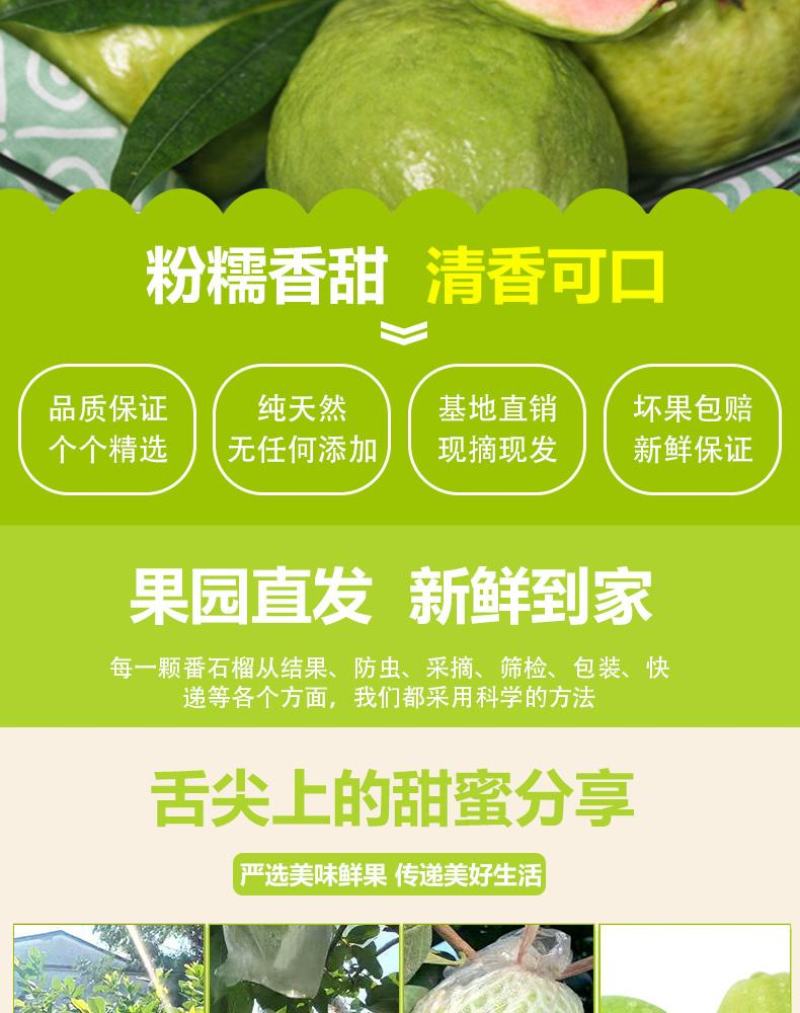 芭乐番石榴专供电商一件代发