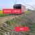 银杏苗银杏树2-20公分（白果树)，支持线上保障交易