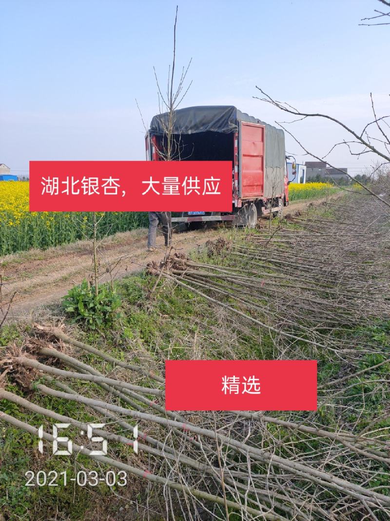 银杏苗银杏树2-20公分（白果树)，支持线上保障交易