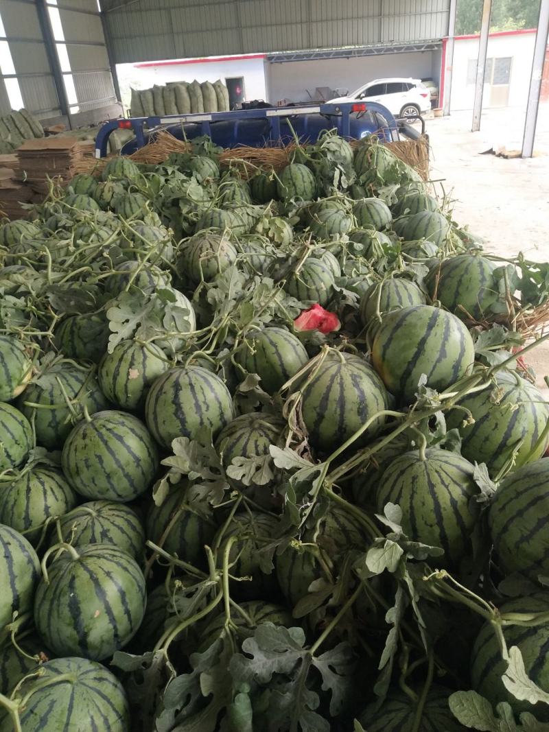 西瓜大棚京欣西瓜特甜，精品美都，大量上市