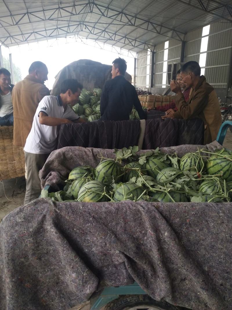 西瓜大棚京欣西瓜特甜，精品美都，大量上市
