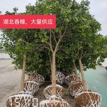10公分香橼树（泡柑树）湖北香橼，支持线上保障交易