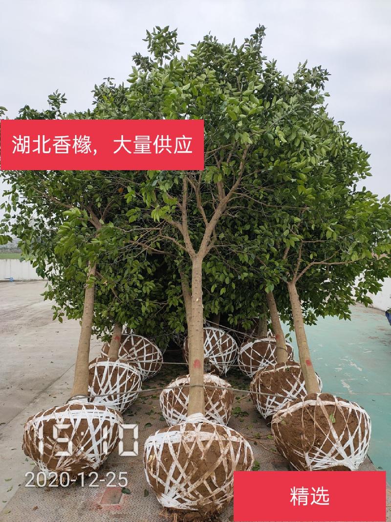 10公分香橼树（泡柑树）湖北香橼，支持线上保障交易
