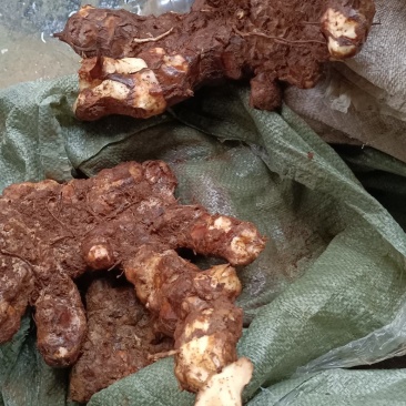 湖南现挖野生白肉土茯苓