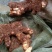 湖南现挖野生白肉土茯苓