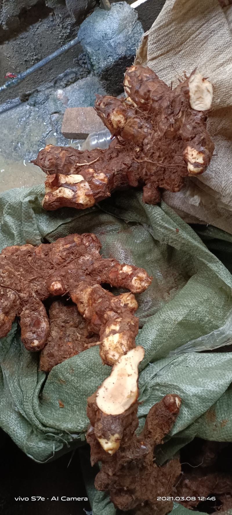 湖南现挖野生白肉土茯苓