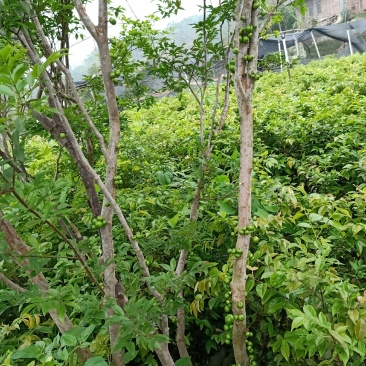 嘉宝果大苗小苗都有，非常靓丽。